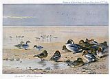 Pintail Wigeon and Teal by Archibald Thorburn